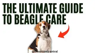 The Ultimate Guide to Beagle Care