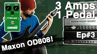 MAXON OD808 Demo - 3 Amps, 1 Pedal Ep#3 | 5150 Block Letter, EVH 5150 III, Mesa Triple Rectifier