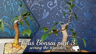 Ficus Bonsai - wiring branches #part3