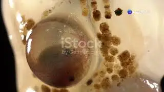invideo ai 1080 Amazing World of Amphibians  Life, Habit 2024 11 14
