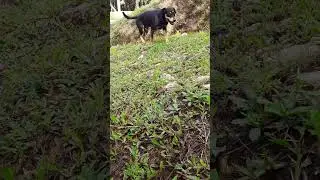 Dog's Homecoming