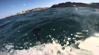 Dolphins Leading our Zodiac