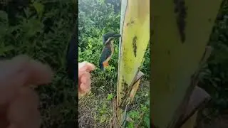Oops! It seems like this Kingfisher got stuck in the trunk of a tree 😅