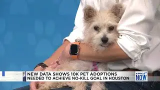 New data reveals 10k pet adoptions needed to achieve no-kill goal in Houston