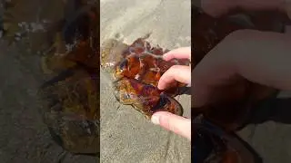 Be Careful if You See THIS on the Beach! #Animals #Nature #Shorts