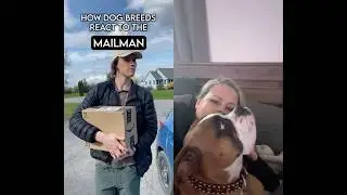 How dog breeds react to Package DELIVERY DRIVERS! #dogs #doglife #funny