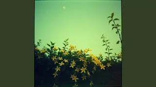 Jasmine Nights