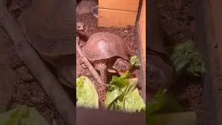 Yummy, Lettuce 🥬