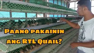 Quail Farming | Paano ba pakainin ang mga RTL Quails?