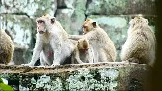 The best Jane monkey got grooming from young girl monkey , ASMR Grooming