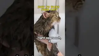 #cat #tutorial #howtowash