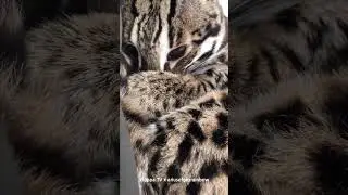 I am so shy : Asian Leopard Cat