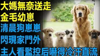 大媽無奈送走金毛幼崽，清晨狗崽崽閃現家門外，主人查看監控后嚇得冷汗直流...