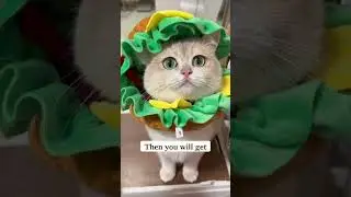 PnotKyes Fun Hamburger Hat: Let Your Pet Shine at Parties #cat  #pets  #petproducts  #youtubeshorts