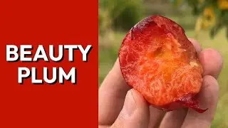 Beauty Plum Harvest at Dingdong's Garden | First Asian Plum of the Season