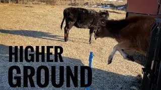 Moving calves to higher ground for mud season