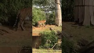 &ldquo;Majestic Tiger Walking in the Wild 🐅 | Amazing Wildlife Video&rdquo;