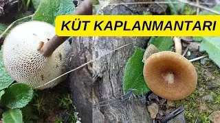 K&uuml;t kaplanmantarı, Winter Polypore, Winterporling, Winter Stielporling, Lentinus brumalis