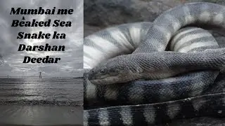 Mumbai me Beaked Sea Snake ka Darshan deedar! | Rare Sighting of Beaked Sea Snake in Mumbai