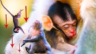 The Cutest! Berry Tries to Comfort Baby Berila After a Big F.a.ll