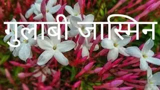 Jasmine plant growing tips. how to get tons of flowers on pink jasmine plant. #pinkjasmine #jasmine