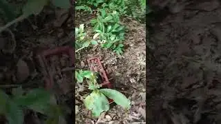 Burung ruak-ruak