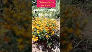 planta do serrado@cleanoamoranatureza