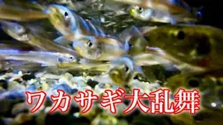 大群接岸！産卵期、琵琶湖ワカサギの大乱舞　#ワカサギ掬い 
