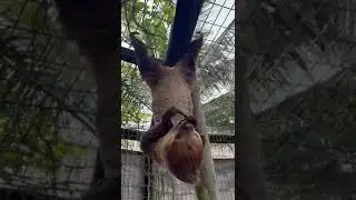 Two-toed slow eating a balanced diet