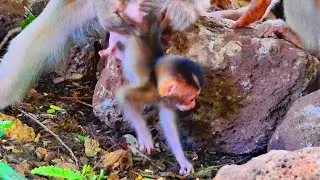 Live: Gentle Learning Moments as Newborn Monkey Tries Walking on Stones 🐒🌿