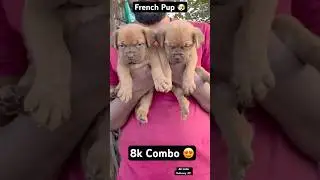 French Pup 🐶 Only 8k Combo 😍 #puppy #pets #dogshorts #viral #dog #dogs #shorts #short #dogbreed