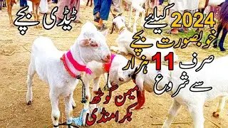 Only 11 Thousand || 2024 ka lia KHUBSURAT BACHE || Memon Goth Bakra Mandi part 2 || Cattle Studio