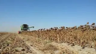 Sunflower header harvesting video