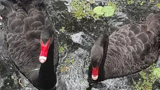Black Swans/Babies #swan #birds #birdlovers #birdwatching #wildlife #animals #nature #naturelovers 🦢