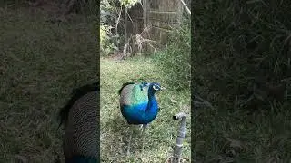 Peaceful Peacock Drinking Water 🦚💧 #NatureShorts #Peacock #Relaxing #BirdWatching