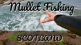 Mullet Fishing In Scotland
