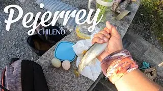 Pejerrey Chileno! Lago Colbun