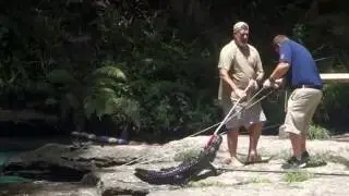 Kelly Park at Rock Springs, catching a Gator