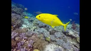 Barcheek trevally (Carangoides plagiotaenia) at Tank Rock, Raja Ampat, 21 Apr 2019.