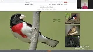 Birding Report Livestream