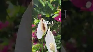 🍀🌸 #love  #raindropsound #fyp  #viral