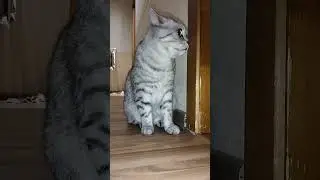 Fluffy looks like Galileo #cat #funnycats #humor #coolcats #cat #catvideos #beautifulcat
