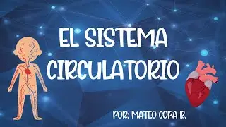 EL SISTEMA CIRCULATORIO - MATEO