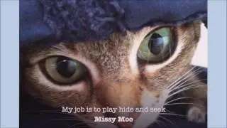 What is Your Pet&rsquo;s Job? Petplan Pet Insurance Australia, Cats