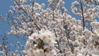 prunus yedoensis