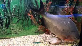 Пиранья, Мутант, гигант, зубы(piranha, mutant, giant, teeth)