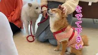 警戒心の強い柴犬が初めて飼い主以外に背を向けて心を許しました…感激！