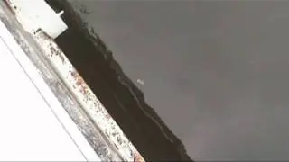 monster in kananook creek