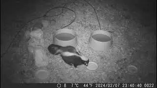 2024 0207 FIRST EVER SKUNK at the watering hole - skunks will eat dry cat food, too!