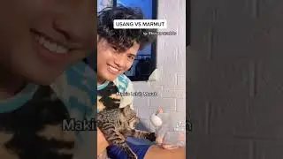 TikTok How Cat reacts to Talking Hamster Toy